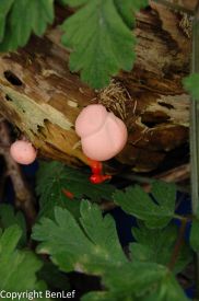 Lycogale du bois (champignon)