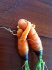 les carottes amoureuses